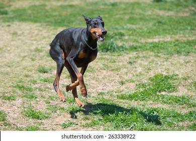 Doberman Running The Prairie