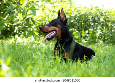 Doberman sitting on a grass. Doberman dog with cropped ears lying outdoors on a cut green grass in a city park
