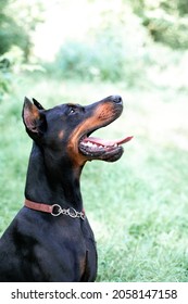 Doberman sitting on a grass. Doberman dog with cropped ears lying outdoors on a cut green grass in a city park