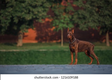 Doberman stands on the red square in Moscow