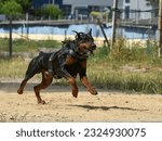 Dobermann is a muscular working dog dressed in a leather harness, running after the object being pursued. Dressiura at the cynological school.
