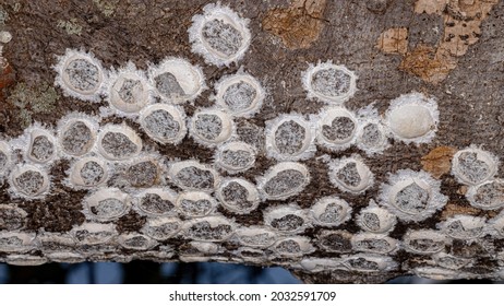 Dobsonfly Aquatic Insect Eggs Of The Subfamily Corydalinae On A Tree Trunk Over A River 