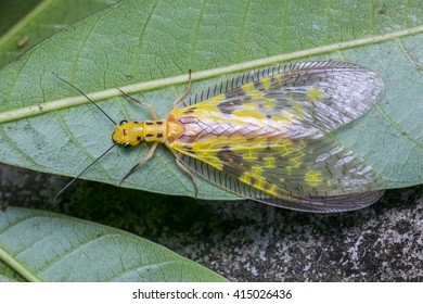 35 Dobson Fly Images, Stock Photos & Vectors | Shutterstock
