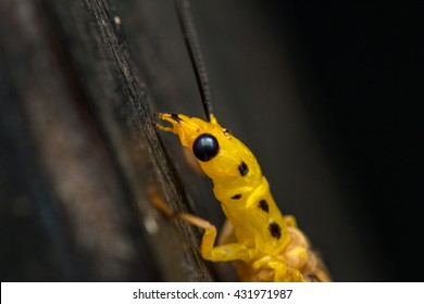 35 Dobson Fly Images, Stock Photos & Vectors | Shutterstock