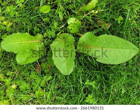 doc leaf cluster on grass lawn