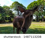 docile female deer 2 in the balekambang park surakarta city central java indonesia