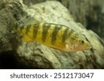 From the dock or boat, Yellow Perch (Perca flavescens) are always a fun sport fish to reel in. considered a panfish, many anglers like to cook and it this species. Controlled conditions