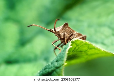 Dock bug (Coreus marginatus) looking over a wavy green leaf                     