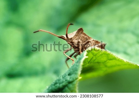 Dock bug (Coreus marginatus) looking over a wavy green leaf                     