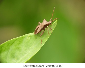Dock bug (Coreus marginatus) on a leaf tip; crisp eye and antenna detail, clean focus field, and smooth green bokeh with ample copy space.