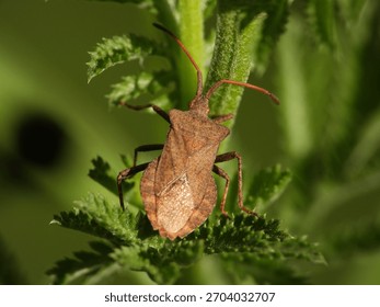 Dock bug (Coreus marginatus) on a nettle stem; dorsal view with crisp texture and antenna detail, clean focus field and smooth green bokeh with copy space.