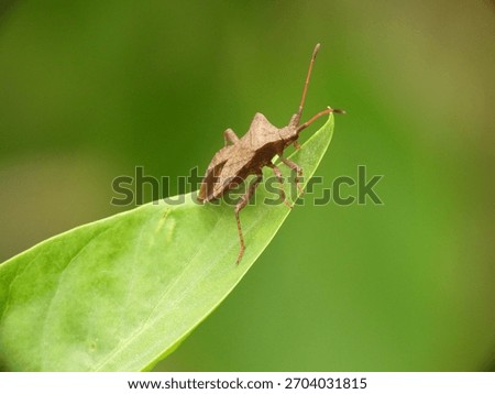 Dock bug (Coreus marginatus) on a leaf tip; crisp eye and antenna detail, clean focus field, and smooth green bokeh with ample copy space.