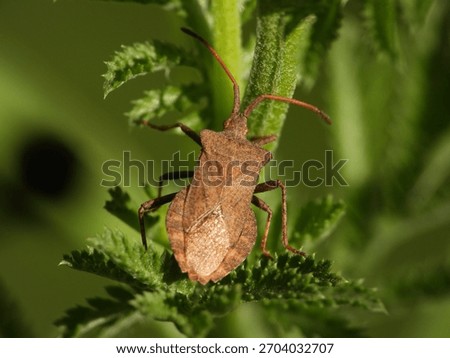 Dock bug (Coreus marginatus) on a nettle stem; dorsal view with crisp texture and antenna detail, clean focus field and smooth green bokeh with copy space.
