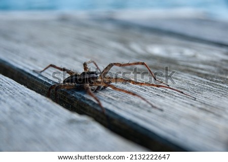 Dock spider emerges from beneath a cottage
