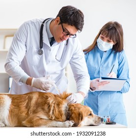 Doctor And Assistant Checking Up Golden Retriever Dog In Vet Cli