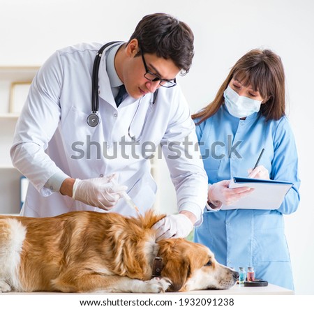 Doctor and assistant checking up golden retriever dog in vet cli