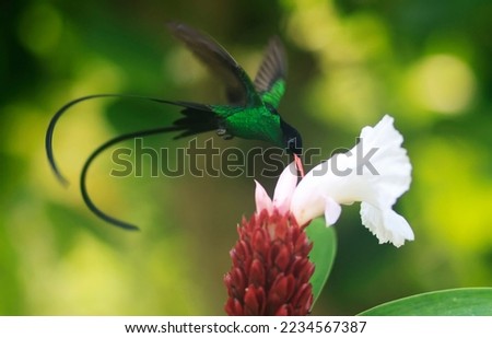 A Doctor Bird or Wimpelschwanz (Trochilus polytmus), Hummingbird, National Bird of Jamaica, Middle America
