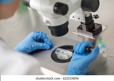 Doctor in blue gloves does control check of the in vitro fertilization process using a microscope. Closeup. Horizontal.