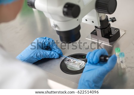 Doctor in blue gloves does control check of the in vitro fertilization process using a microscope. Closeup. Horizontal.