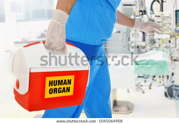 Doctor brings organ donation for organ\
transplantation in op of\
hospital