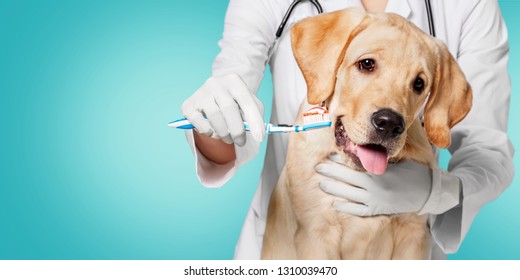 Doctor Brushing Dog's Tooth For Dental Care