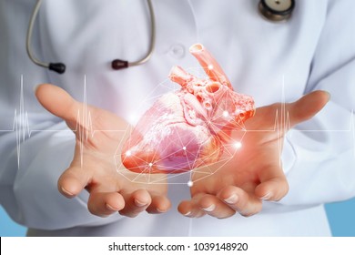 Doctor Cardiologist Shows A Heart Donor In His Hands.