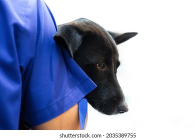 Doctor Carrying Little Black Dog During Treatment And Examination. Closeup Face Of Sad Puppy While Doctor Or Staff Embrace And Take Care Of It.