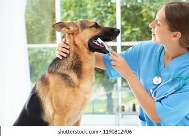 Doctor cleaning dog's teeth with toothbrush indoors. Pet care