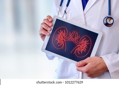 Arzt, Nahaufnahme eines Arztes, der ein Bild einer Niere auf einer Tablette in einem Krankenhaus zeigt