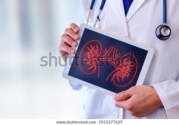 Doctor close-up of a doctor showing a picture of\
a kidney on a tablet in a\
hospital