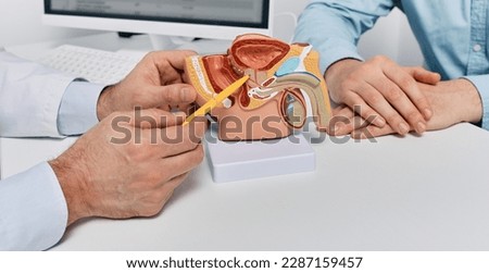 Doctor consulting man patient with suspected prostate cancer using male reproductive system model while visit in urology clinic. Prostate problems and treatment Stockfoto © 