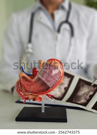 Doctor examines digestive system model and ultrasound image. Stomach intestine ulcers cyst and oncology and examination