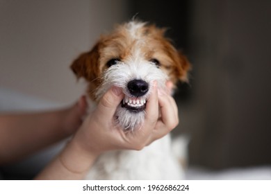 Doctor Examines A Dog's Teeth, Dog Tartar, Clean Beautiful Teeth