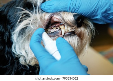 Doctor Examines A Dog's Teeth, Dog Tartar, Dental Disease In A Dog, Veterinarian's Hands, Latex Gloves, Oral Hygiene Of Dog, Spray For Cleaning Teeth Of A Dog, Sick, Close-up Of The Problem