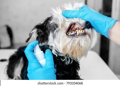 Doctor Examines A Dog's Teeth, Dog Tartar, Dental Disease In A Dog, Veterinarian's Hands, Latex Gloves, Oral Hygiene Of Dog, Spray For Cleaning Teeth Of A Dog, Sick, Close-up Of The Problem