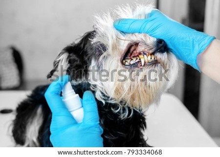 doctor examines a dog's teeth, dog tartar, dental disease in a dog, veterinarian's hands, latex gloves, oral hygiene of dog, spray for cleaning teeth of a dog, sick, close-up of the problem