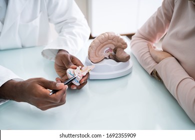 Doctor Explaining Details Of Human Brain To Happy Woman With Model