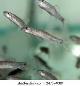 Doctor Fish (Garra Rufa)