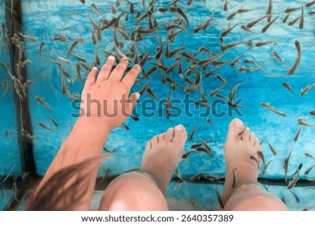 Doctor fish are in spa aquarium. Garra rufa or red garra fish