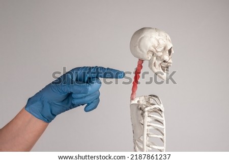 Doctor forefinger pointing to skeleton cervical vertebrae with red spot. Neck pain. Inflammation, injury, poor posture, overuse. Skeletal system anatomy, body structure, medical education. photo