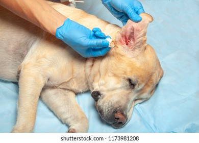 Doctor in gloves clears the sick red ear in the dog. Veterinary clinic is clean-eared