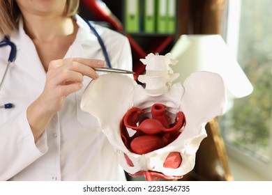 Doctor gynecologist showing bones of female pelvis closeup. Strengthening pelvic floor muscles concept - Powered by Shutterstock