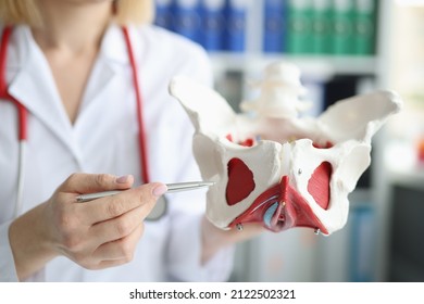 Ginecólogo médico mostrando la disposición de la pelvis femenina con músculos cerrados