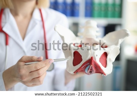 Doctor gynecologist showing layout of female pelvis with muscles closeup