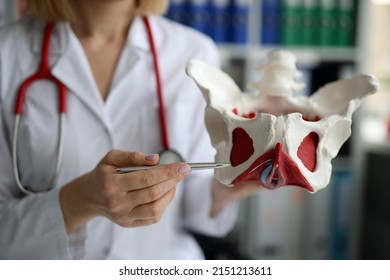 Doctor Gynecologist Showing Model Of Female Pelvic Organs With Muscles