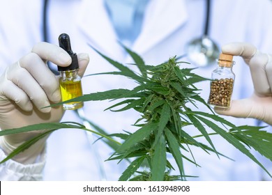 Doctor Hand Hold Cannabis Oil, Research Of Hemp Oil Extracts For Medical Purposes