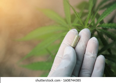 Doctor Hand Hold Herbal Medicine From Cannabis Tree With Green Leaf For Health Care Remedy In Daily Life 