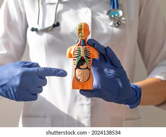 Doctor hand holding 3d human model with internal organs inside. Concept of medical care and health.