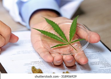 Doctor Hand Holding Green Cannabis Leaf Close Up