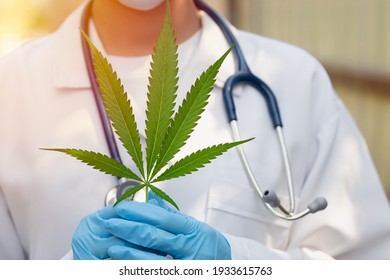 Doctor hand holding Sativa Cannabis plant leaf for using THC herbal for medical concept.